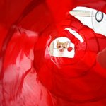 나의 동거남 도칠이 새로운 장난감? 그리고 '<b>도도</b>'