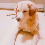 [<b>동물구조</b>] 후기_보신탕 위기의 골든리트리버 도와주세요_천안성성동(사진有)