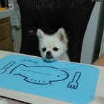 [강아지] <b>밥</b>내놔요<b>밥</b>!