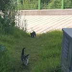 아기고양이 <b>입양</b>하실분~