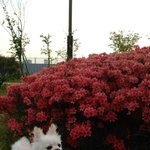 [강아지] 꽃보다<b>강쥐</b>
