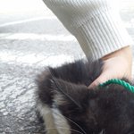 [<b>동행</b>세상] 끊어진 목줄을 매단채 울고있던 새끼냥 징징이.