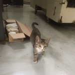[고양이] 비오는날 데려온 길냥이 어떻게 키우죠?