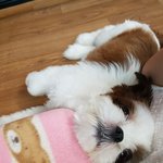 [댓글부탁해] 이쁜 강아지 <b>시추</b> 루기를 소개합니다~~~~~~~~~~~~