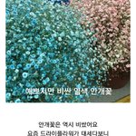[<b>버킷</b>리스트] 1 드라이플라워