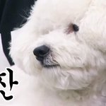 [댓글부탁해] 얘들아 미용실에서 시스루<b>뱅</b> 잘 못잘라?