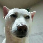 남상인애 특징?