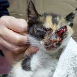 [동행세상] 한쪽눈을 적출한 고양이 연아