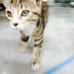 [고양이] 비오는날 데려온 길냥이-2