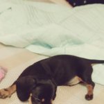 [강아지] <b>닥스</b> 숑숑이 입니다~~(오류떠서 다시....ㅠㅠ)