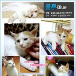 [고양이] 사랑스런 치즈개냥이들 입양보냅니다~