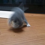 [고양이] [모모] 엽사 ㅋㅋㅋ