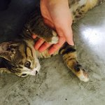 [고양이] 비오는날 데려온 길냥이-3