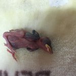 [댓글부탁해] (긴급) <b>새</b> <b>새끼</b> 주웠는데 어떻게해