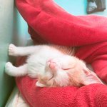 [고양이] 고양이 범백 도와주세요 간절합니다