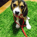 [강아지] #견스타그램 #<b>비글</b> #우주