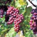 [세븐틴] <b>포도</b>알 보고 기운 얻어가셈