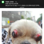 삼정동 강아지 <b>폭행</b>사건(펌)
