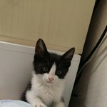 [동행세상] 지난 새벽 강아지 코코를 덮친 새끼냥 <b>징징이</b>