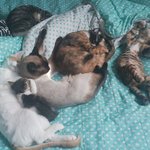 [조언구해요] 5개월 된 고양이의 <b>사료</b>거부.. 어떡하죠?