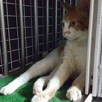 [고양이] (서울,인천,경기)쓰담해주면 쩍벌남이 되는 순둥이의 임보처나...