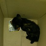 [고양이] (서울,인천,경기)차량 본네트에서 구사일생으로 구조된...