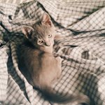 [고양이] 개냥이 <b>러블</b> 허크크