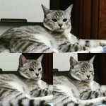 [고양이] 오랜만이에요~ 사랑이 누나입니다!