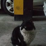 <b>길</b>냥이 피부병
