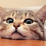 [세훈] <b>Living</b> Catman