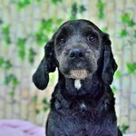 [<b>동물구조</b>] /코카믹스/ 동화에게 동화의 마지막 페이지같은 아름다운...