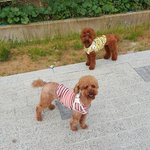 푸들 모녀 키우는 <b>녀자</b>