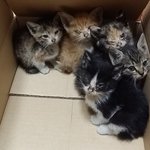 [고양이] (부산~경남권) 어미잃은 새끼고양이 6마리를 임시보호...