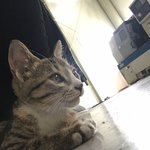 [고양이] 비오는날 데려온 길냥이-4 (근황 :))