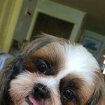 [강아지] 시<b>츄</b>는 사랑입니다...우리 시<b>츄</b> 순이