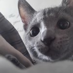 [고양이] 개냥이 <b>러블</b> 허크크 2탄