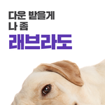 [짹짤짹짤] 새끼 고양이 가족이 생겼어요 ㅠ