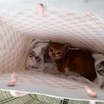 [고양이] 저는 킹왕짱 잘생긴 길고양이 입니다.