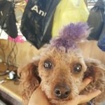 수백마리의 강아지와 함께 컨네이너안에서 어안이 <b>벙벙</b>한 얼굴로서있던 코난.