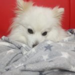 [강아지] 스피츠 볼리의 동생 <b>아리</b>~새식구왔어요.