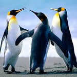 [댓글부탁해] 요즘 아이폰6플러스 얼마함???
