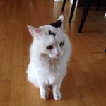 우리 <b>똑똑이</b> 옹이^^