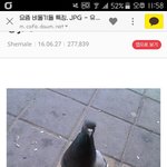 [EXO] 원래 둘기들 겁대가리 없음