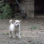 [세븐틴] 지훈이 닮은 강아지래