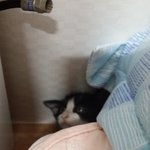 [<b>동행</b>세상] 무적냥이 징징이~