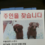 [강아지] 부천 <b>작동</b> 강아지 주인을 찾습니다
