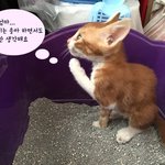 저는 <b>킹왕짱</b> 잘생긴 길고양이입니다.