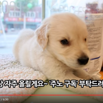 강아지 키우고 싶은데 뭐가 좋을까요?