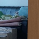 [댓글부탁해] 컵라면 먹고있는데 <b>울</b><b>집</b>강아지가 부담스럽게 쳐다봄....