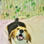 /비글/ 도로변에 혼자 남겨졌던 <b>대원</b>이.. 이제는 혼자가 아니고...